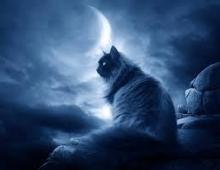 تفسير حلم الغرير في كتب الأحلام الحيوان النائم كرمز لليقظة الهادئة