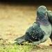 ყველაფერი pigeon დაავადებები: სიმპტომები, მკურნალობა და პრევენციის მეთოდები