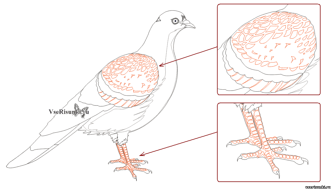 Лапы голубя рисунок