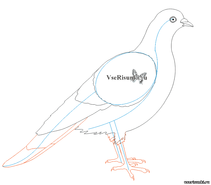 Как нарисовать голубя по шагово