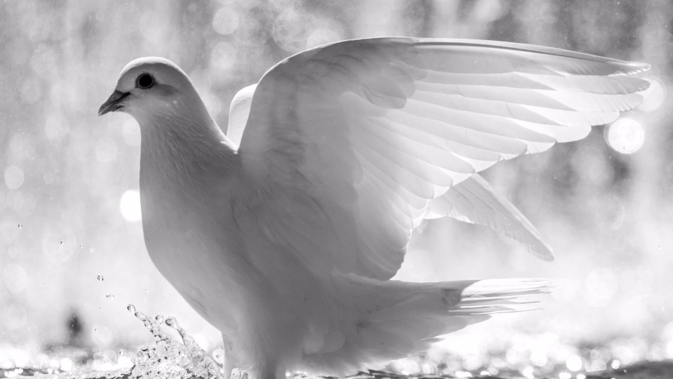 Ø¹Ù„Ø§Ù…Ø§Øª Ø­ÙˆÙ„ Ø§Ø«Ù†ÙŠÙ† Ù…Ù† Ø§Ù„Ø­Ù…Ø§Ù… Ø§Ù„Ø£Ø¨ÙŠØ¶ ÙŠÙ†Ø¸Ø± ÙÙŠ Ù†ÙØ³ Ø§Ù„ÙˆÙ‚Øª Ø§Ù„Ø¯Ø¨ Ø§Ù„Ù‚Ø·Ø¨ÙŠ ÙˆØ§Ù„Ø¯ÙŠÙƒÙˆØ± ÙÙŠ Ø­Ù„Ù… Ø³Ø§Ø¹Ø¯ Ø§Ù„Ø¯Ø¨ Ø§Ù„Ù‚Ø·Ø¨ÙŠ Ù„Ù„Ø®Ø±ÙˆØ¬ ÙÙŠ Ø§Ù„Ù…Ù†Ø§Ù…